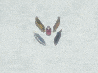 南雅|這部以狼為主角的動畫，也許是骨頭社最被低估的冷門佳作