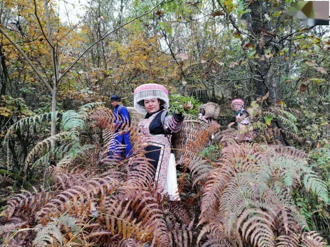 白苗_睡眠_梅姐