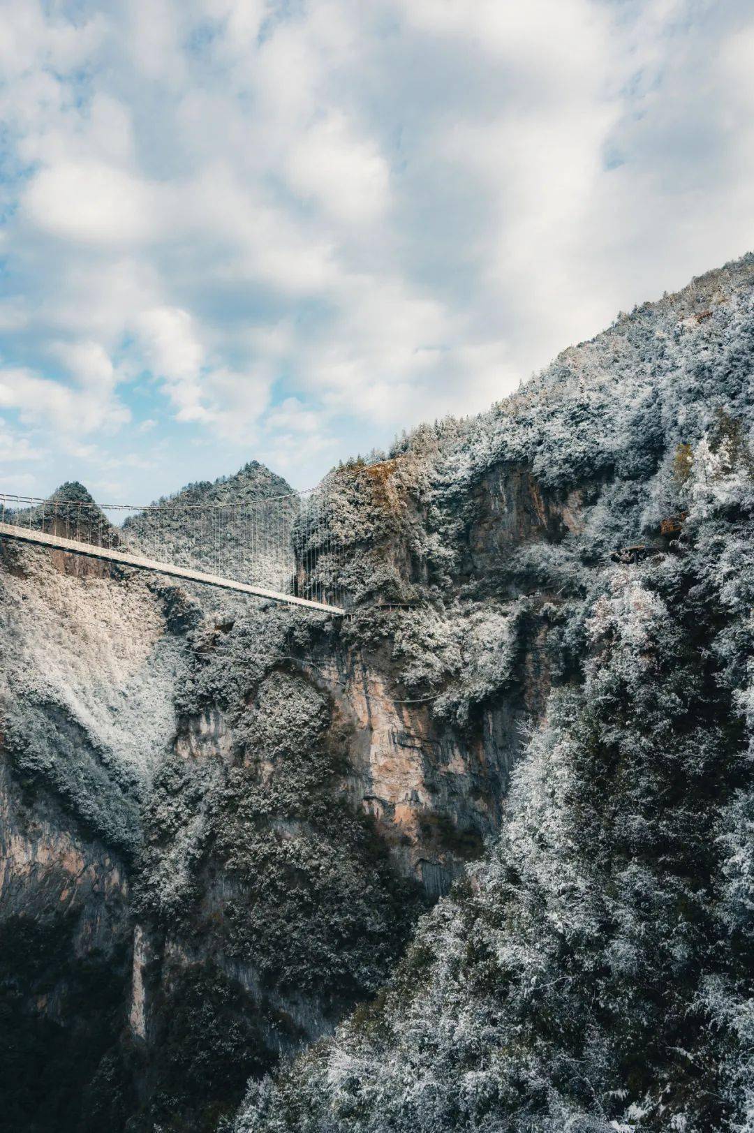 巴山大峡谷红豆杉栈道图片