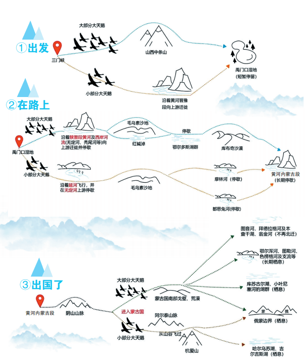 天鹅的迁徙路线图图片