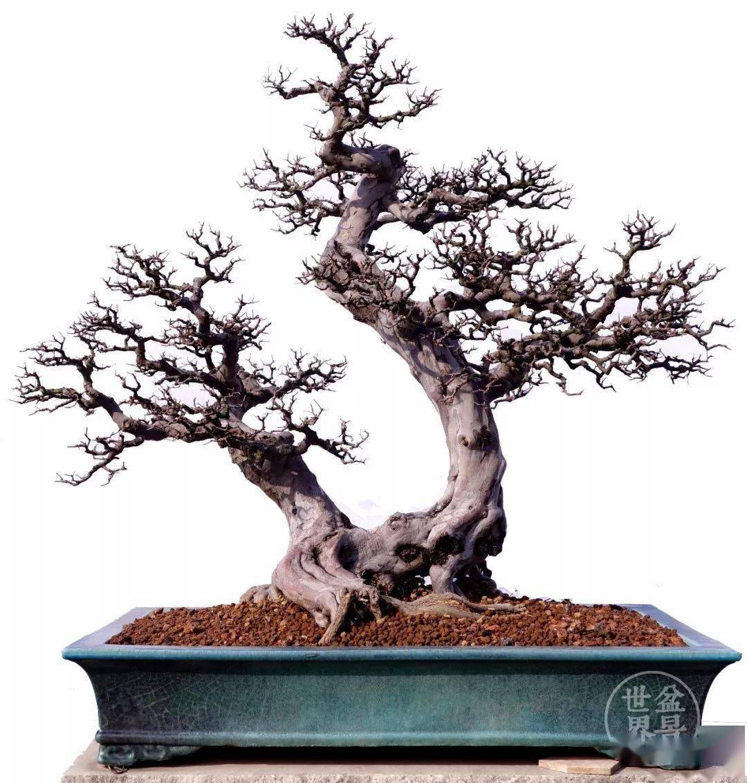 岭南雀梅王_张新华_作品_盆景