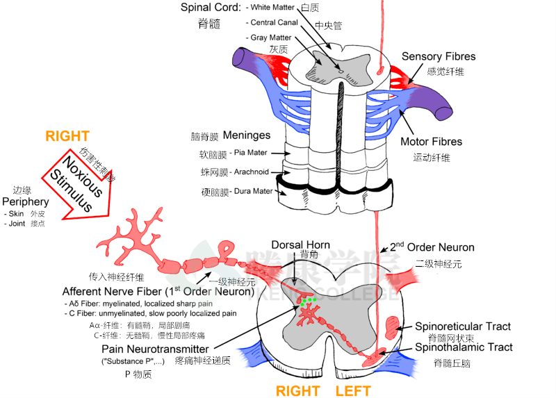 二级神经元从脊髓背角开始,穿过脊髓丘脑上升束的对侧,到达丘脑和脑桥