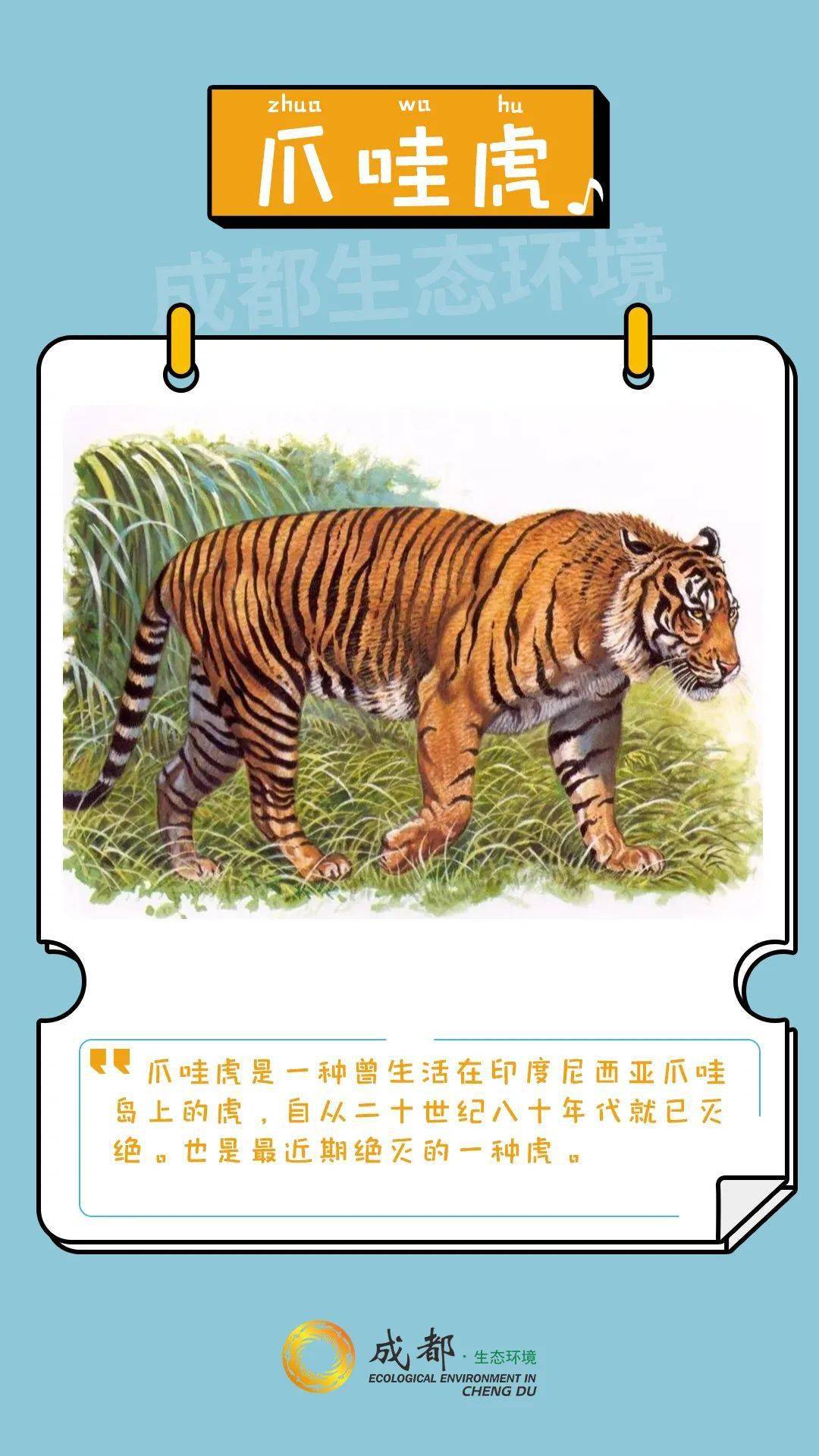 关于虎的科普小报图片