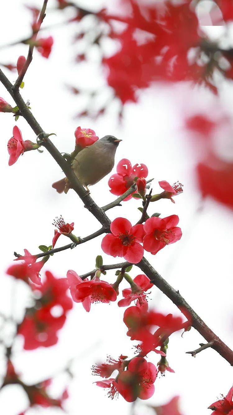 2022年重庆春季赏花攻略来啦！周末气温回升，一起去看花儿吧 !