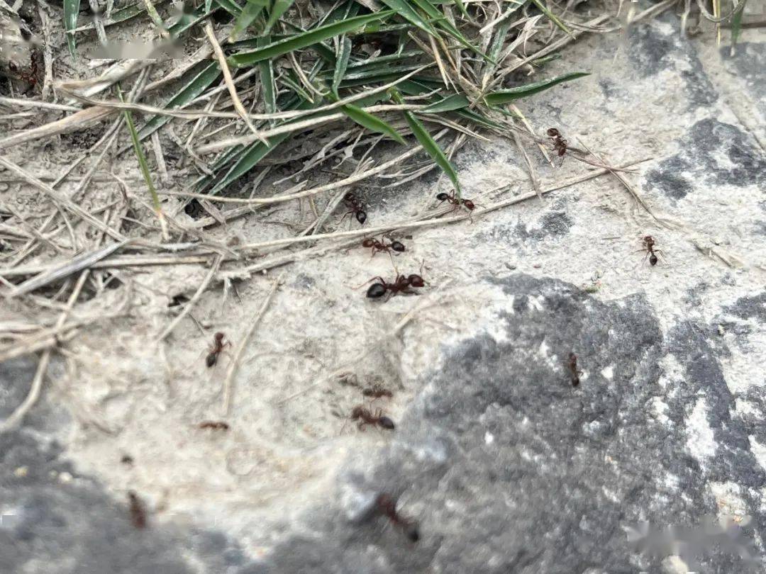 市文化广场出现大量红火蚁,密密麻麻…_蚂蚁_普宁_严重