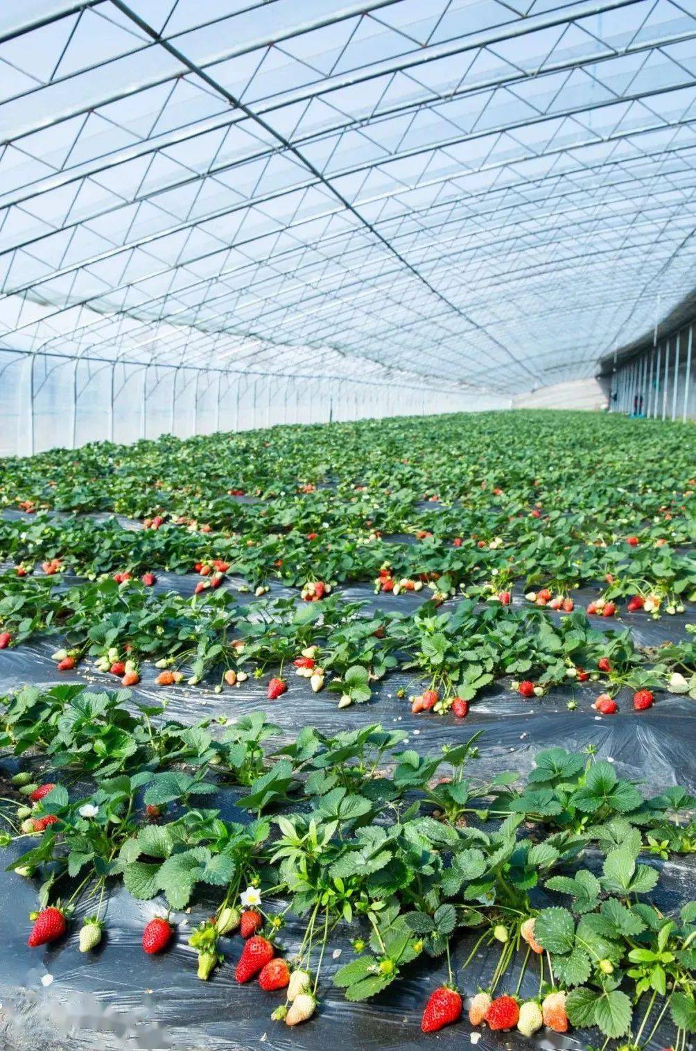 重庆北碚草莓采摘园图片