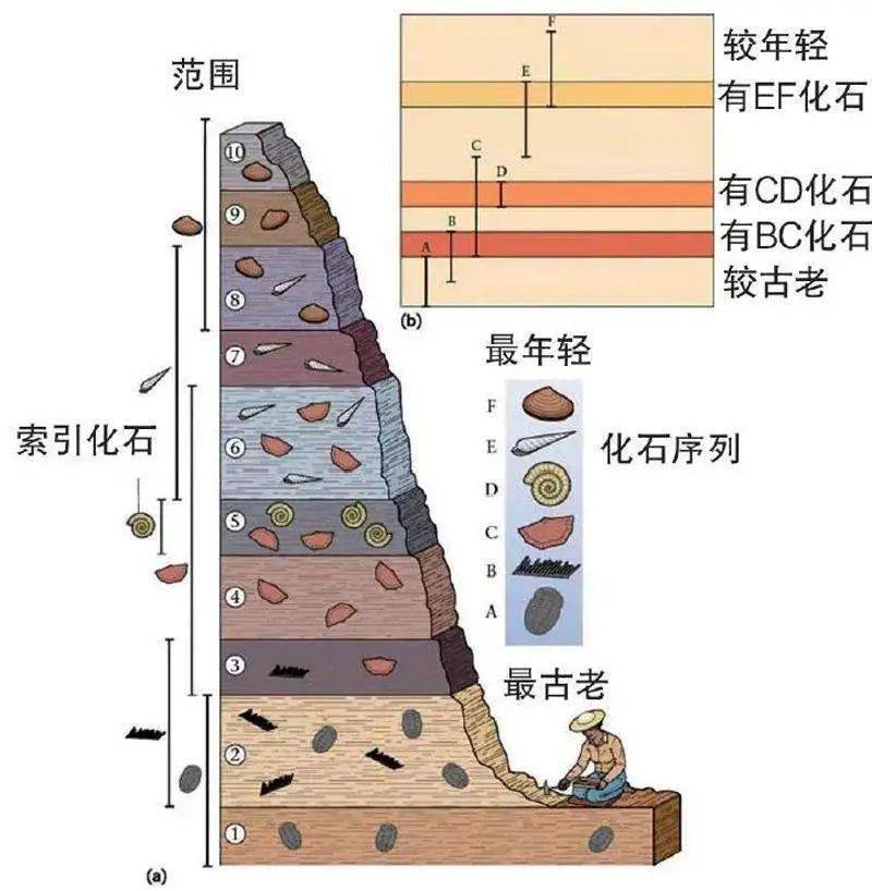 化石形成过程图解图片