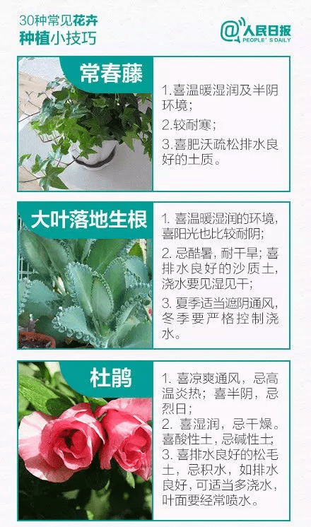 什么繁叶茂成语_花繁叶茂(2)