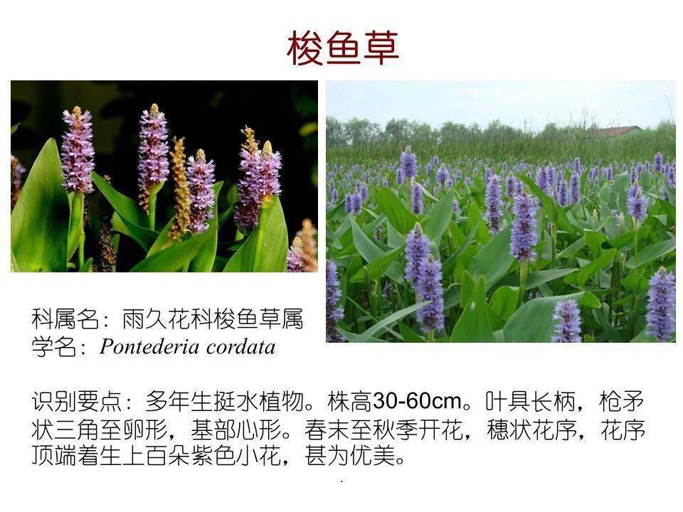 80种常见水生植物值得收藏