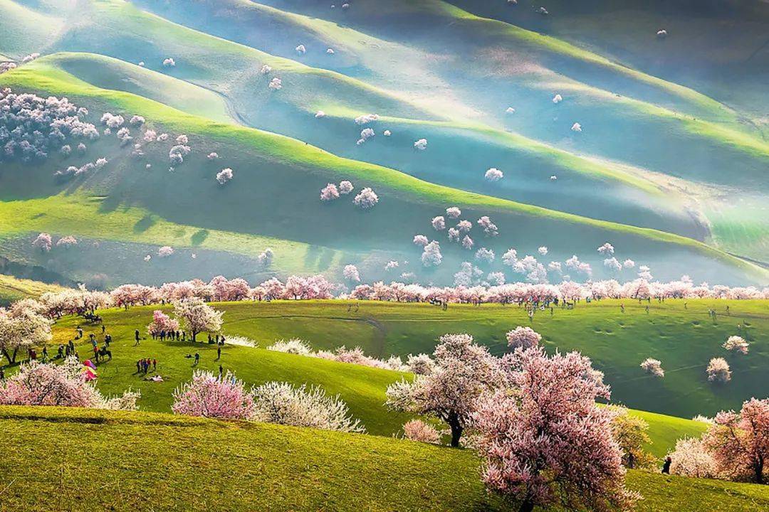 阅读2022年春天必去一次新疆看一次杏花