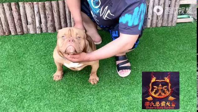 十个月香槟色 品质高价格优惠微体恶霸犬 恶霸犬的日常生活