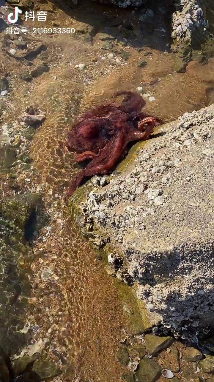 新农人计划2021今天赶海发现了一个超级大的章鱼太过瘾了