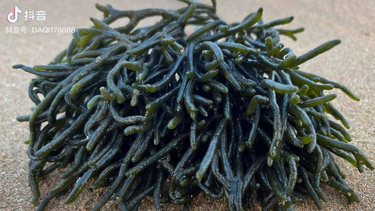大齐赶海,发现两颗鹿角菜吸在一个海蛎子上,还有海肠子新农人计划2021
