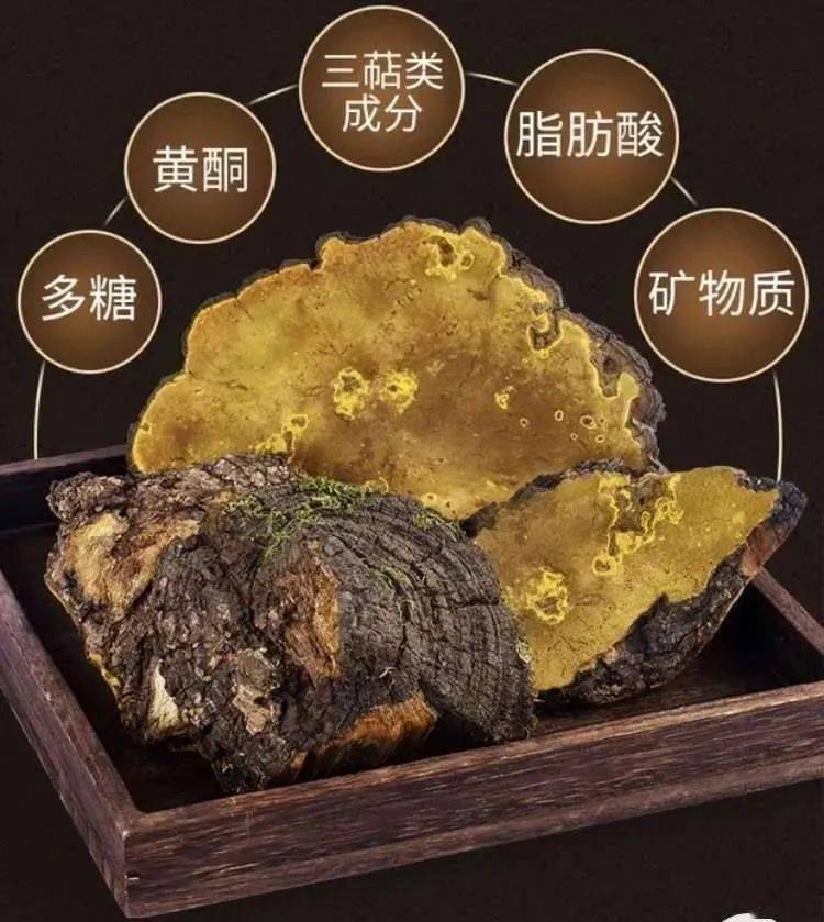 桑黄_西藏_肝脏