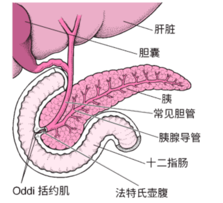 元宵吃多了恶心怎么办