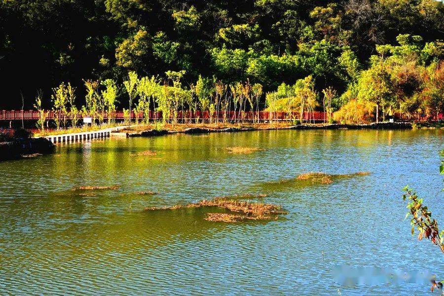 踏春走过普洱湿地
