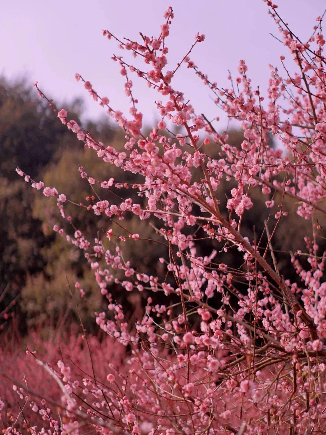 街道科城路166号交通指南:公交400路/469路科城路4站歌乐山-花样清单