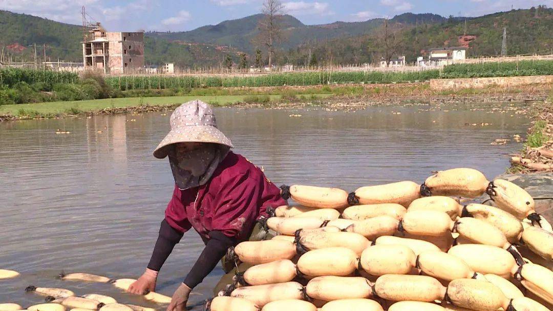 春耕| 莲藕丰收季 藕农采收忙_种植_孙家营_石屏县