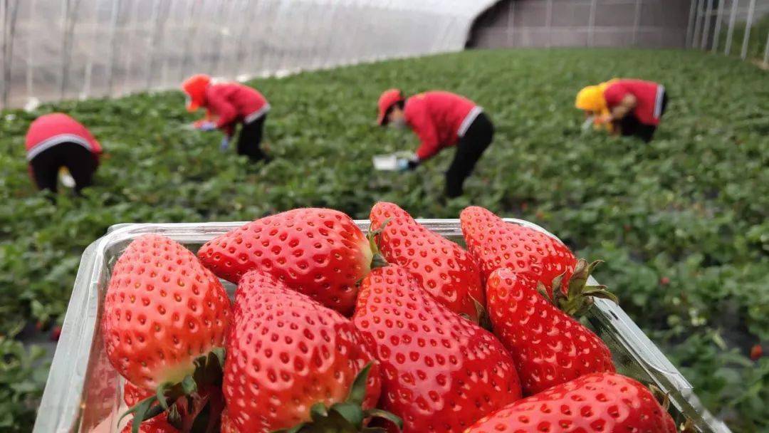 张家楼草莓采摘攻略来了