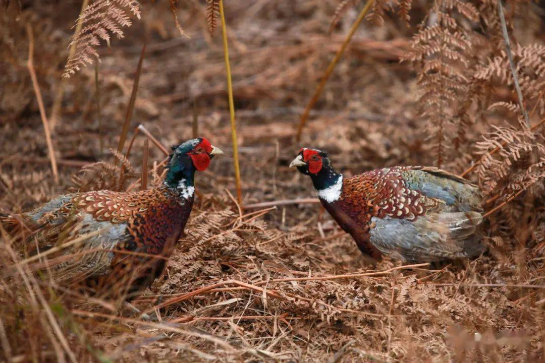 好看又好吃!七彩山鸡落户毕节