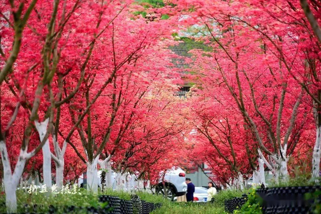 乐园|又见花开都江堰！6条春季旅游精品线路等你来玩~