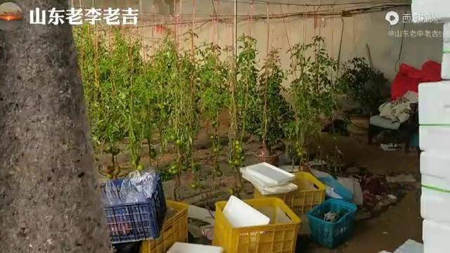 威海農村投資百萬種植草莓柿子到底能掙多少錢聽聽大爺咋說