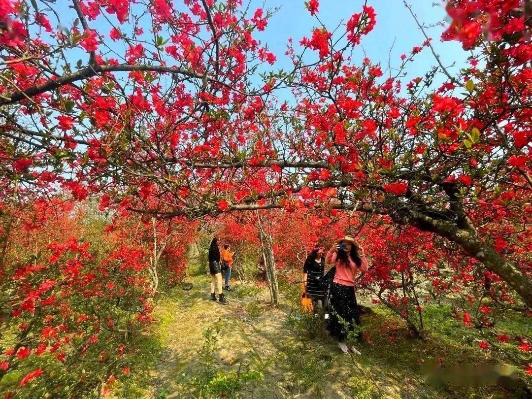 乐园|又见花开都江堰！6条春季旅游精品线路等你来玩~