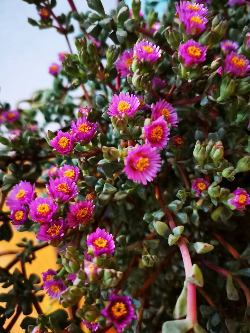 花草|退休粤剧导师的“花”样生活：师生常相聚，唱戏养花两不误