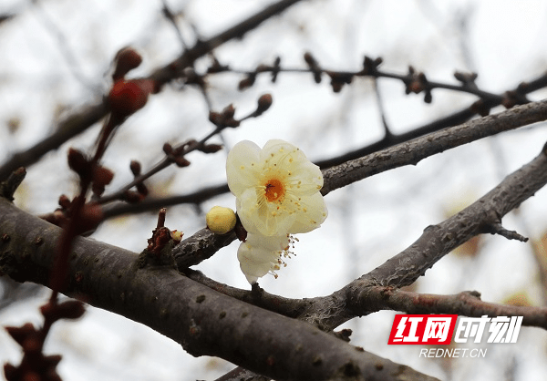 冷空气|湖南新田：白梅花开春意闹