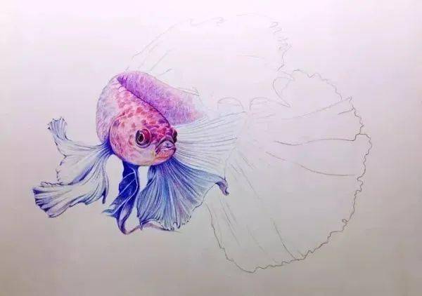 如何画好一条美丽的彩铅孔雀鱼!_步骤_金鱼_颜色