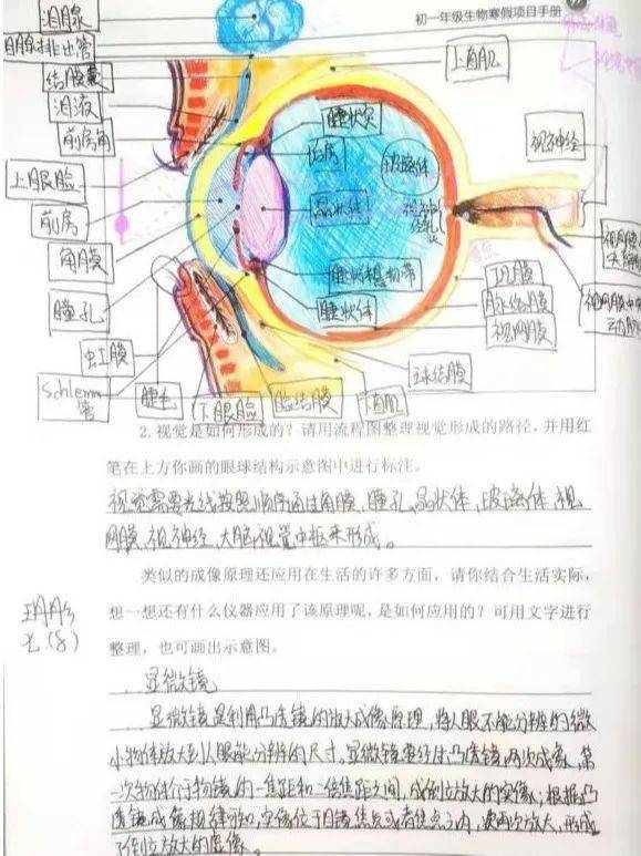 眼球的思维导图图片