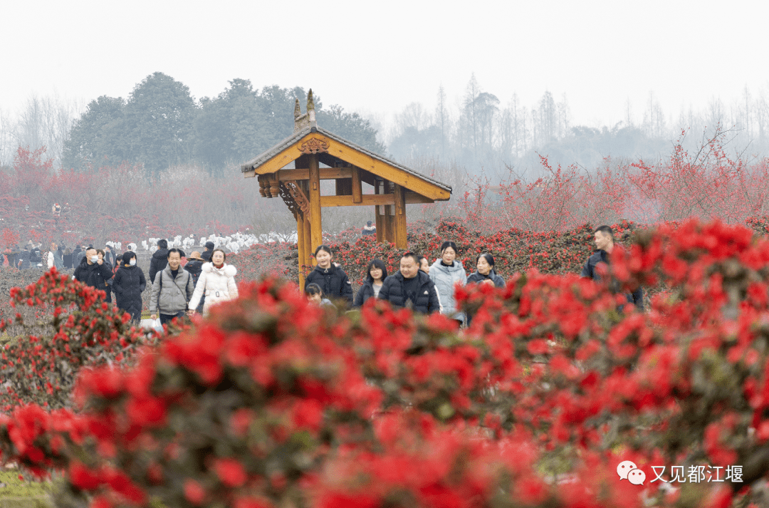 都江堰|都江堰发出探春邀约，干货满满喊你来耍！