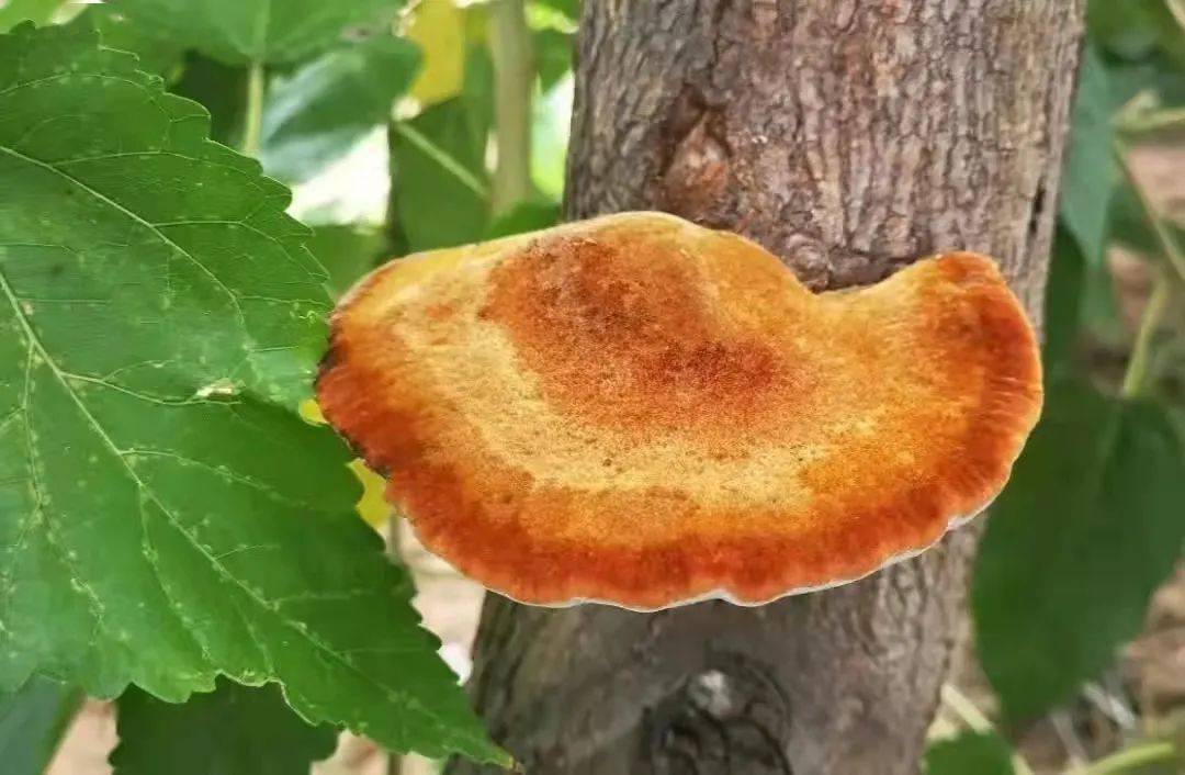 "森林黄金"—桑黄_桑树_作用_夏津县