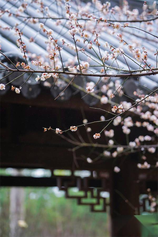 梅影芳|元宵佳节 良辰“梅”景