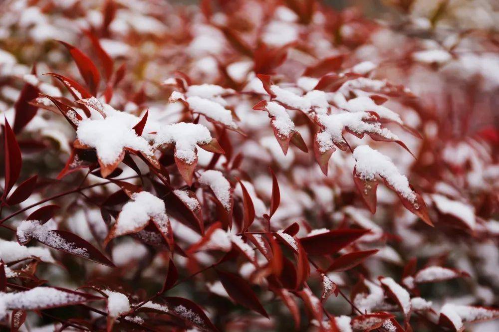 风雪之后的沛县，“腊”么美！