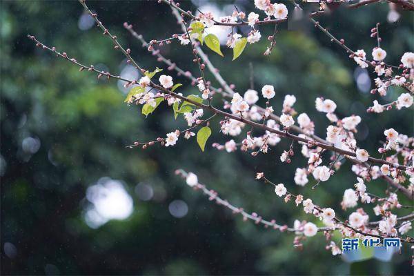 梅影芳|元宵佳节 良辰“梅”景