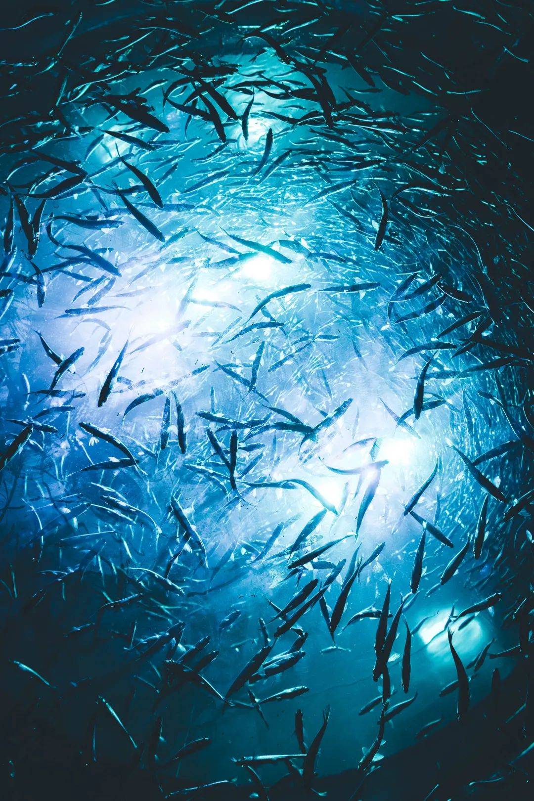 留园网 鱼的记忆只有7秒 金鱼本鱼回应了 6park Com