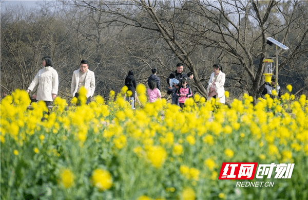 油菜花|湖南道县：春光好 享时光 忙春耕