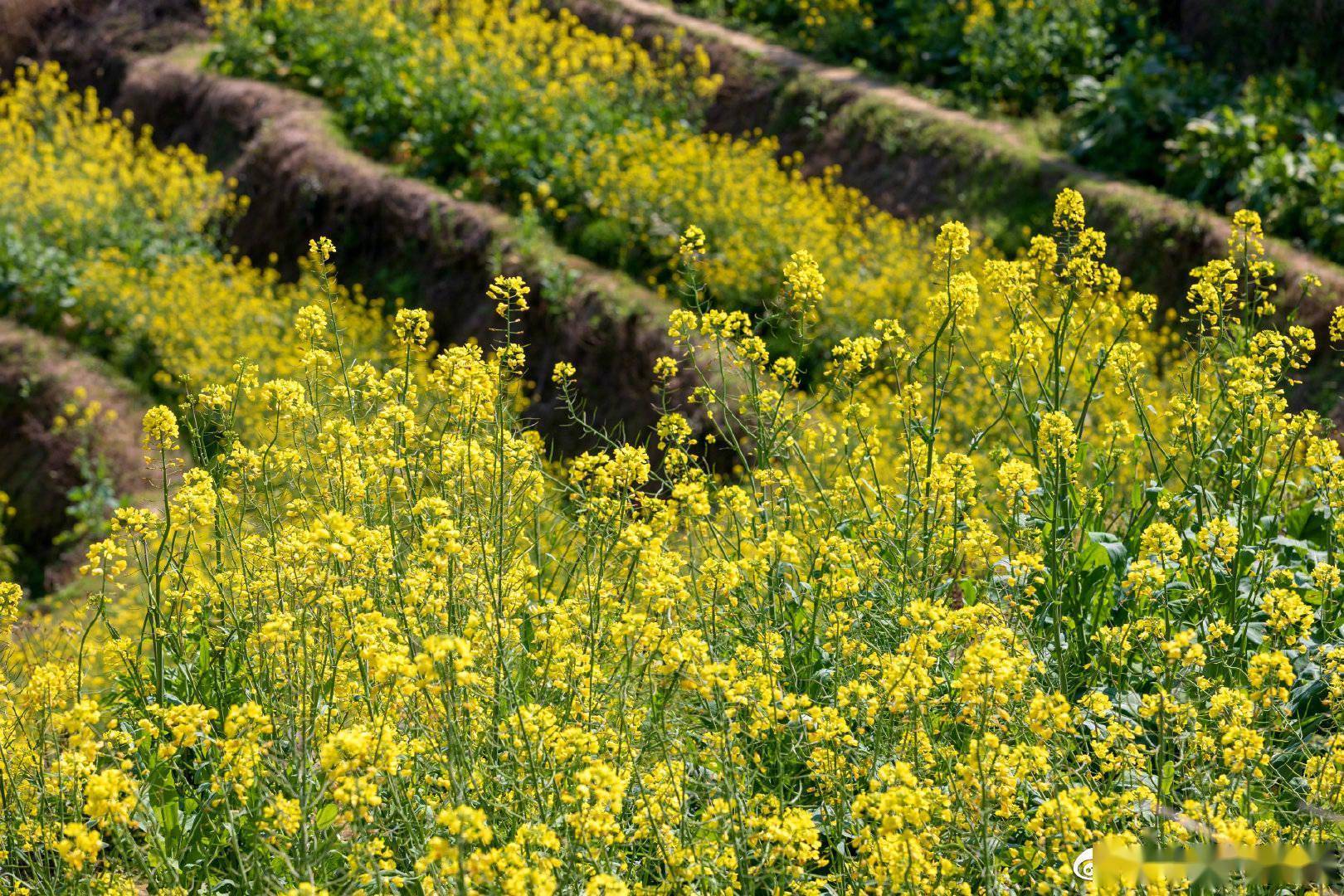 春暖花开广东广州菜地里油菜花盛开
