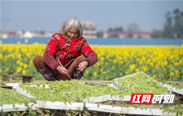 油菜花|湖南道县：春光好 享时光 忙春耕