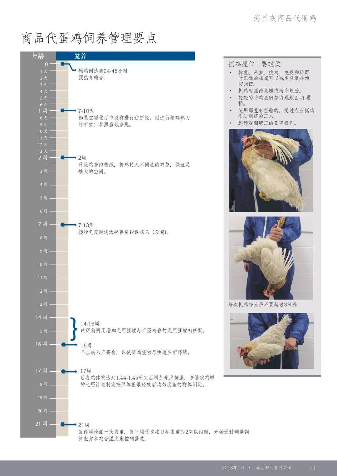 伊莎褐蛋鸡的管理手册图片