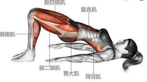 大腿肌肉外扩图片图片