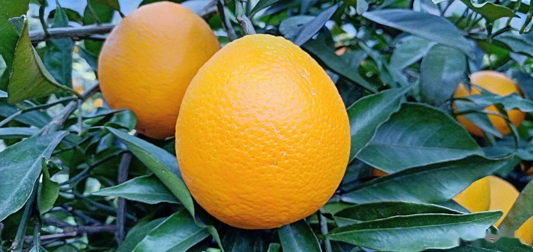 香橙生物学特性及幼龄园管理技术_柑橘_栽培_品种