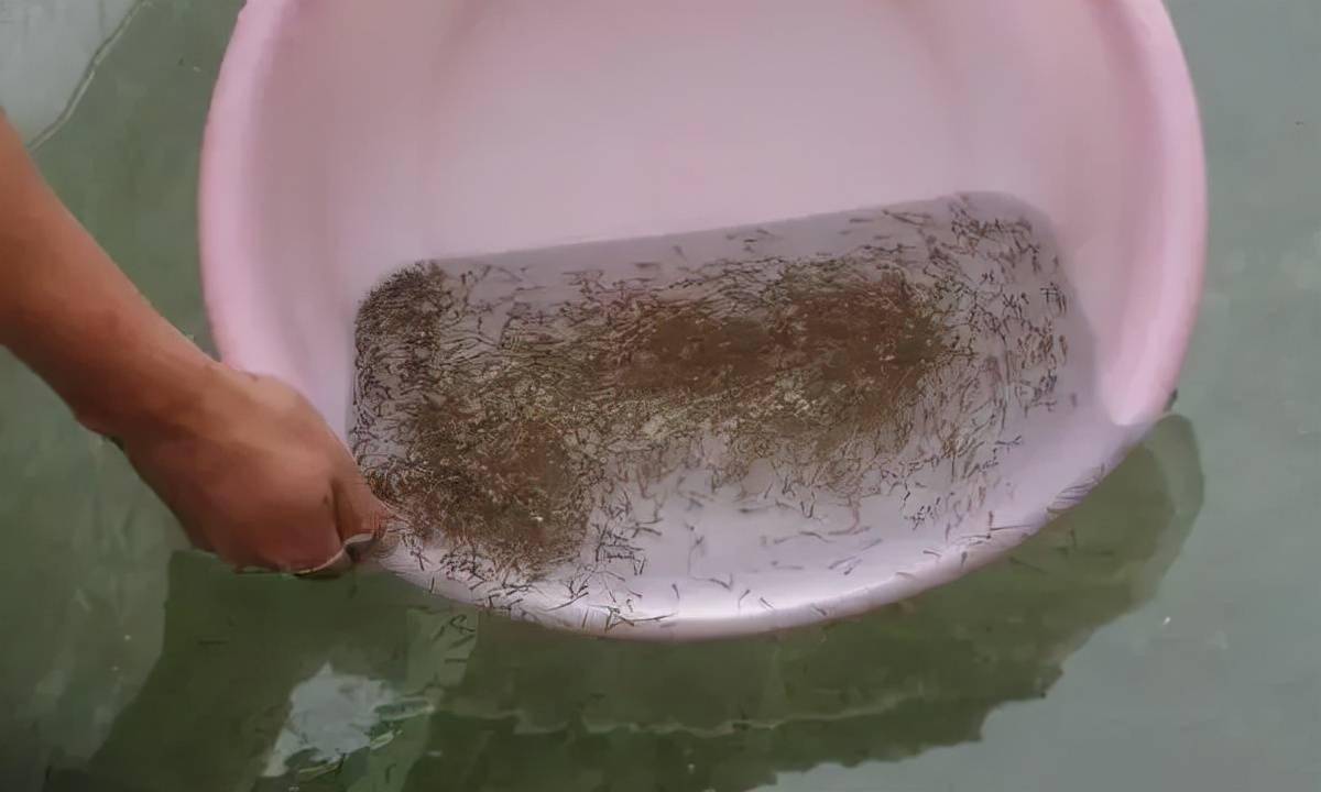 鱼卵水霉菌的克星图片