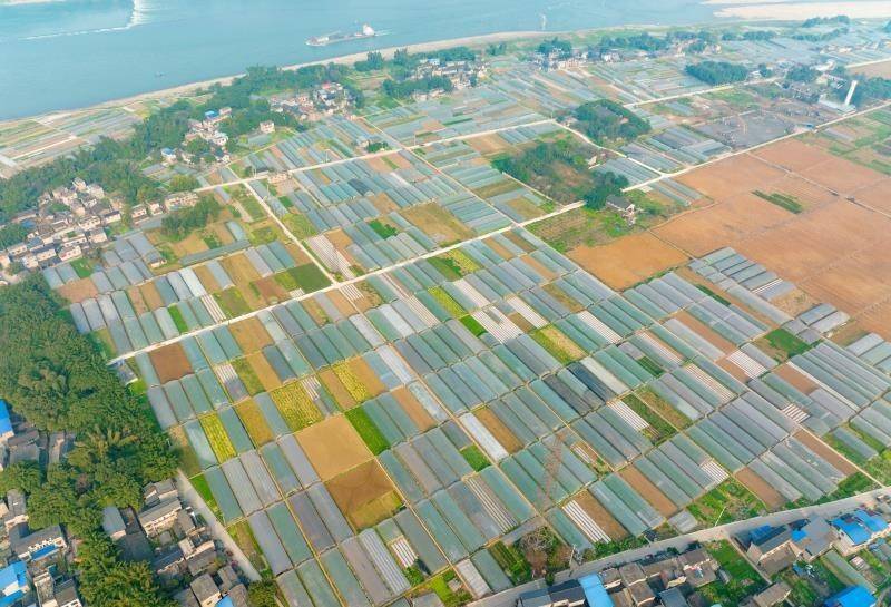 大中村|乡村振兴看巴南|莲花街道中坝岛最美春耕图