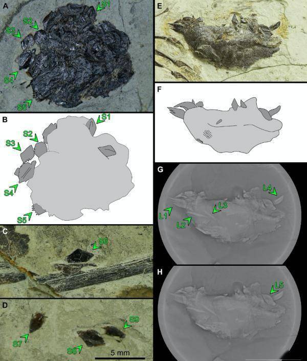 新发现翼龙食团：1.6亿年前这种翼龙爱吃古鳕鱼