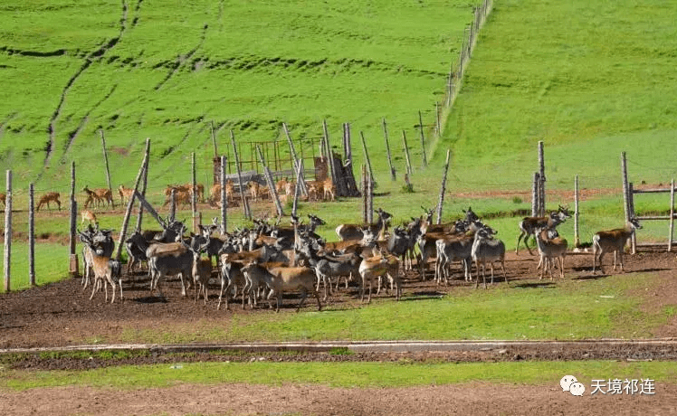 呦呦鹿鸣号称亚洲最大半野生驯鹿基地祁连鹿场初春踏青首选地