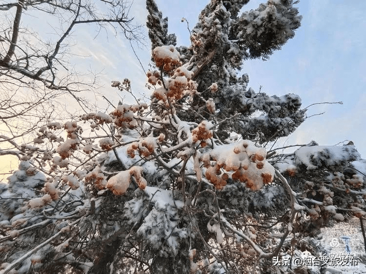 吴昆|雪落长岛 芳华刹那