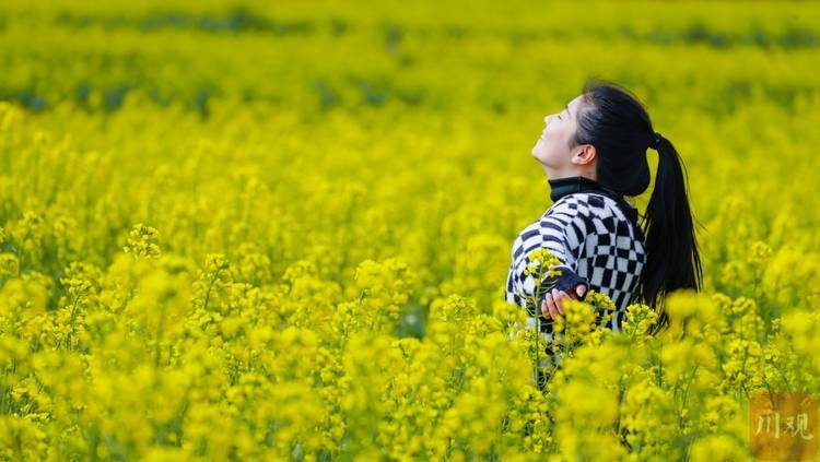 可以在|春天到了！花开烂漫，在米易普威漫步金色花海