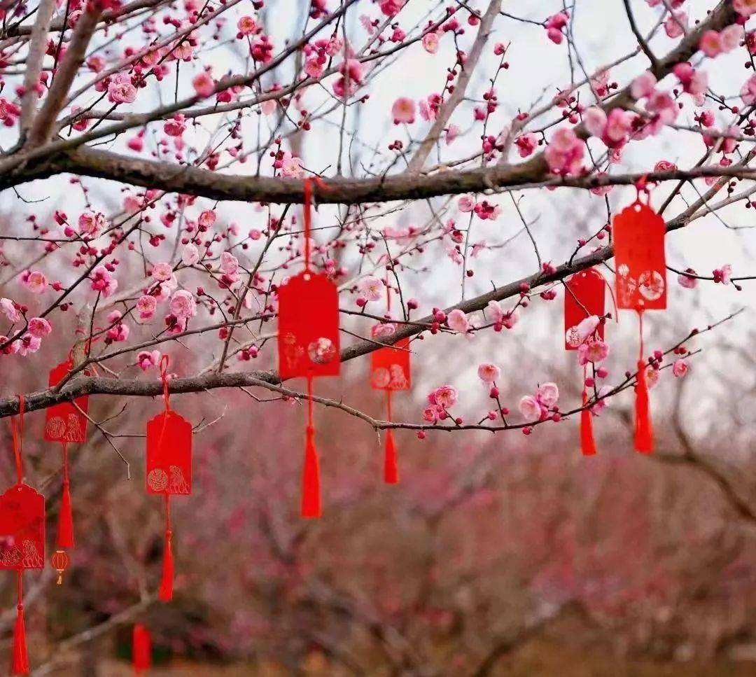 门票|梅花季上线！你要的古风红墙映梅高清图都在这里啦